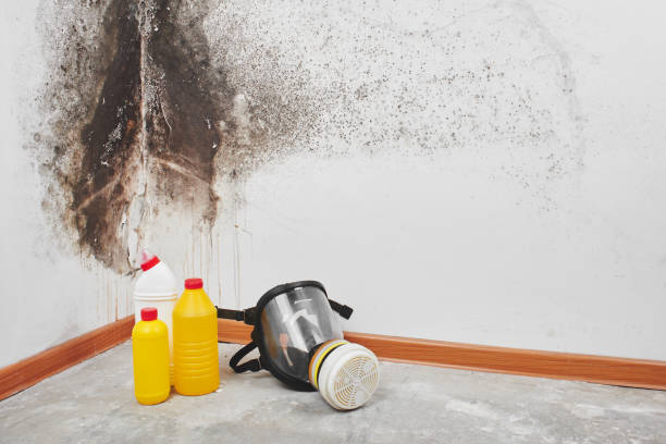 Best Same-Day Mold Removal  in Canaan, CT