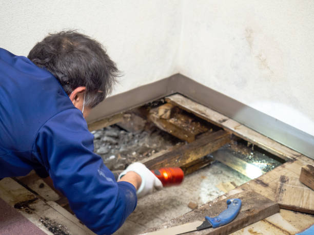 Home Mold Removal in Canaan, CT