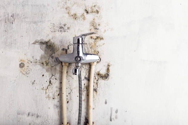 Best Mold Testing  in Canaan, CT