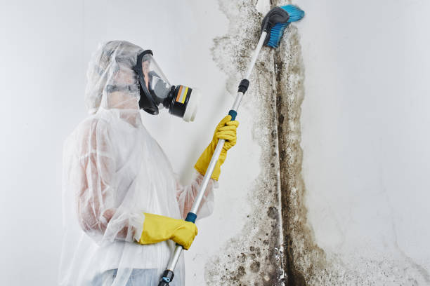 Best Mold Removal Company Near Me  in Canaan, CT