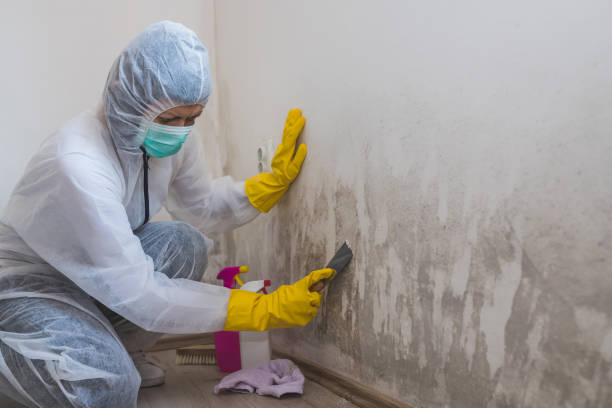Best Mold Damage Repair  in Canaan, CT