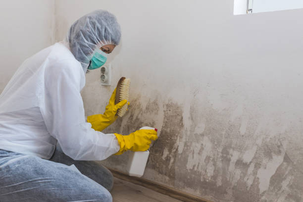 Best Mold Removal Company Near Me  in Canaan, CT