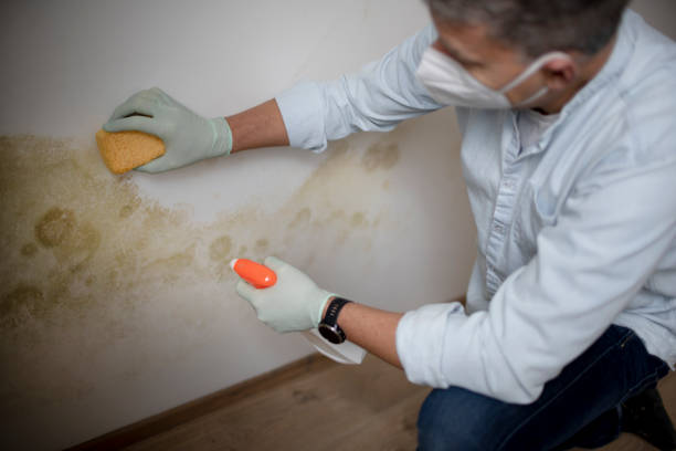 Reliable Canaan, CT Mold Removal Solutions