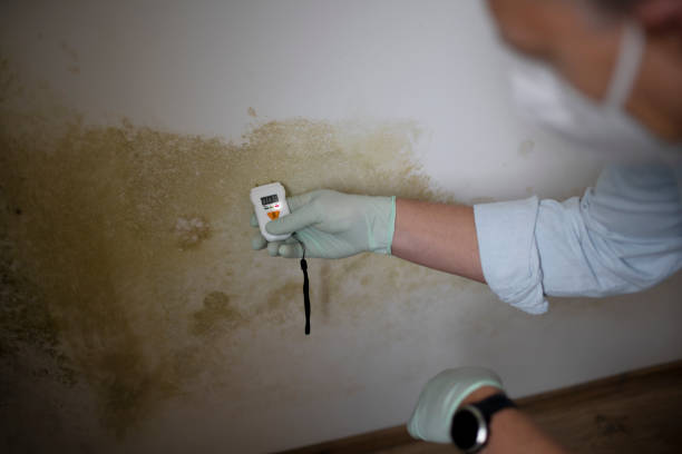 Best Mold Testing  in Canaan, CT