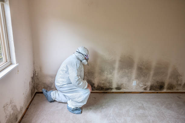 Mold Testing and Removal in Canaan, CT