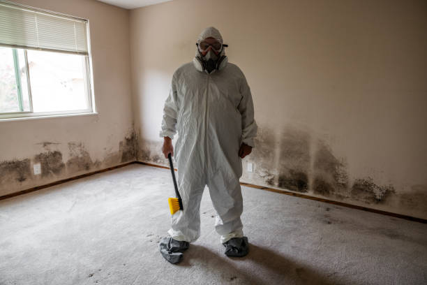 Best Mold Cleaning Services  in Canaan, CT