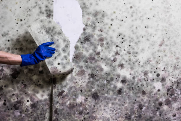 Best Certified Mold Removal  in Canaan, CT