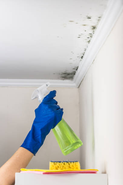 Best Attic Mold Removal  in Canaan, CT