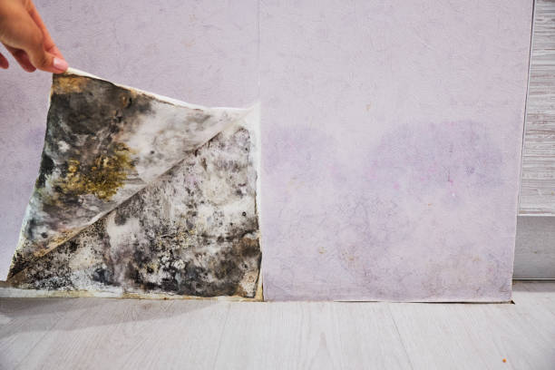 Best Office Mold Removal Services  in Canaan, CT